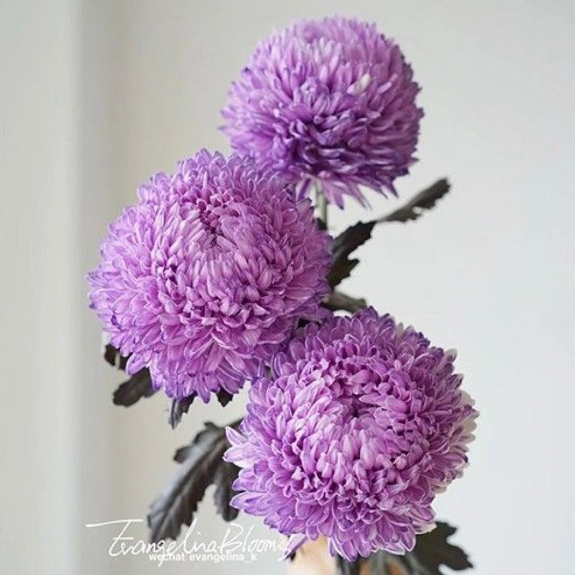 Chrysanthemum