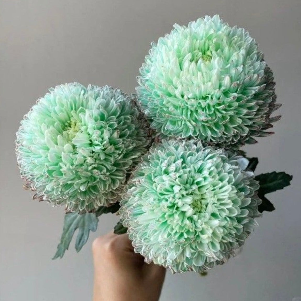 Chrysanthemum