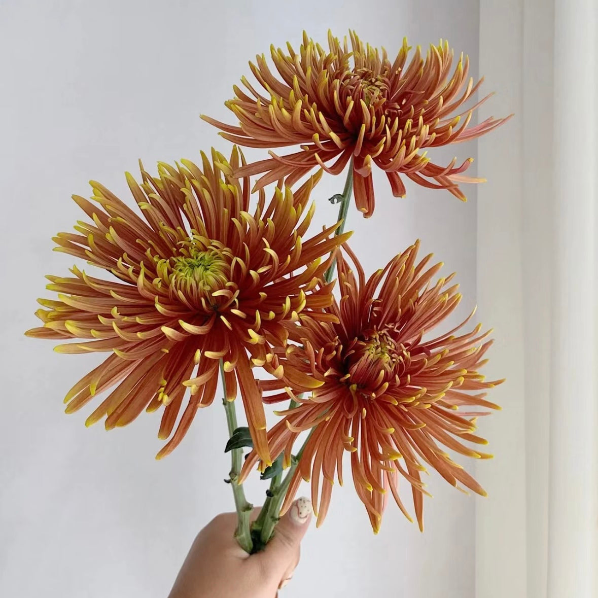 Firework Chrysanthemum