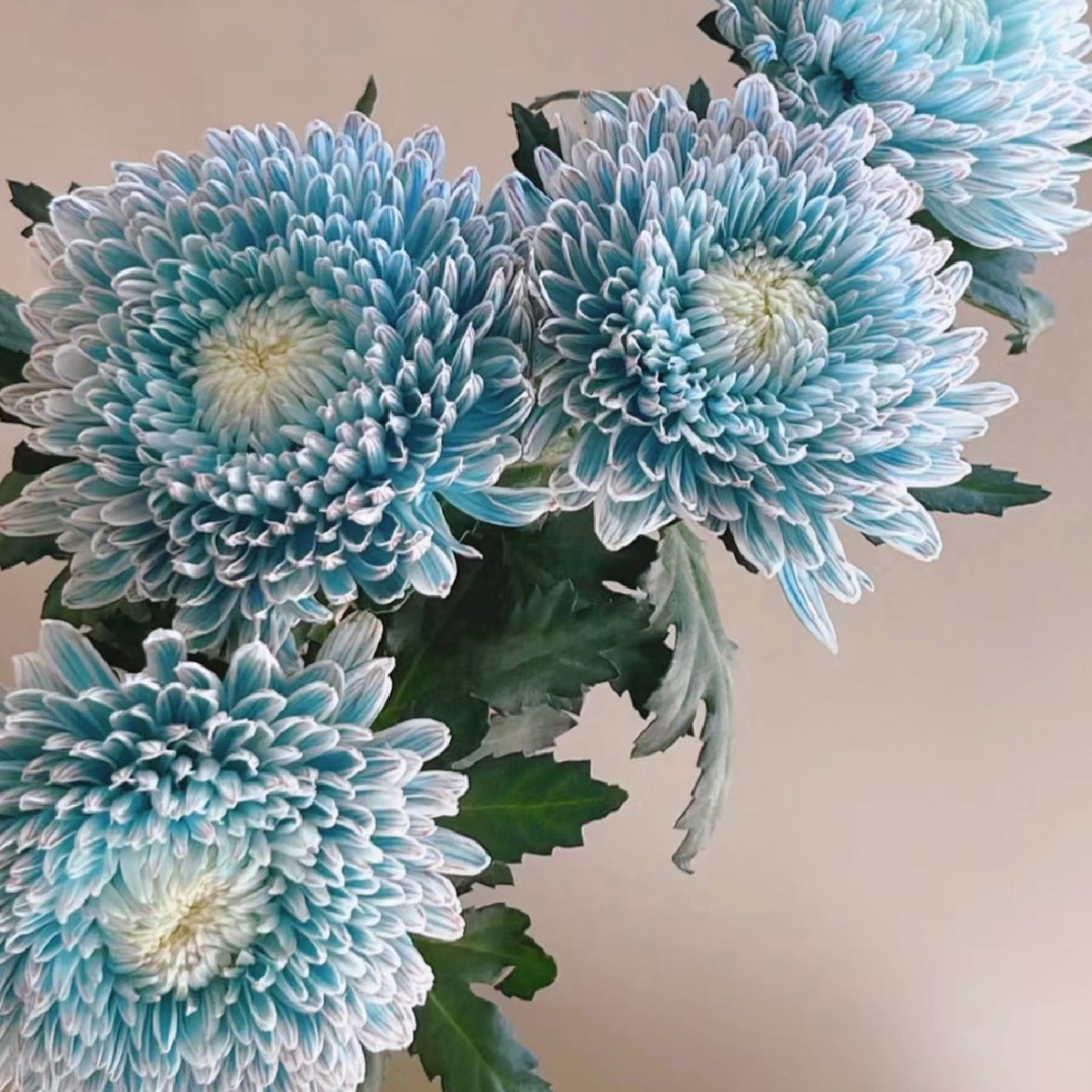 Chrysanthemum