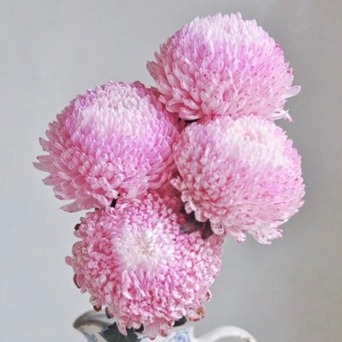 Chrysanthemum