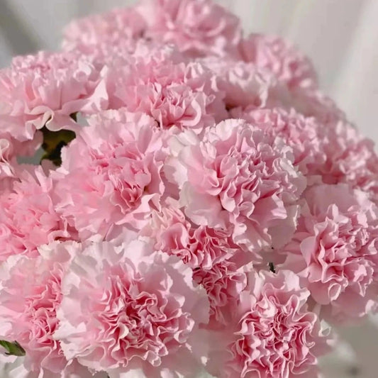 carnation 