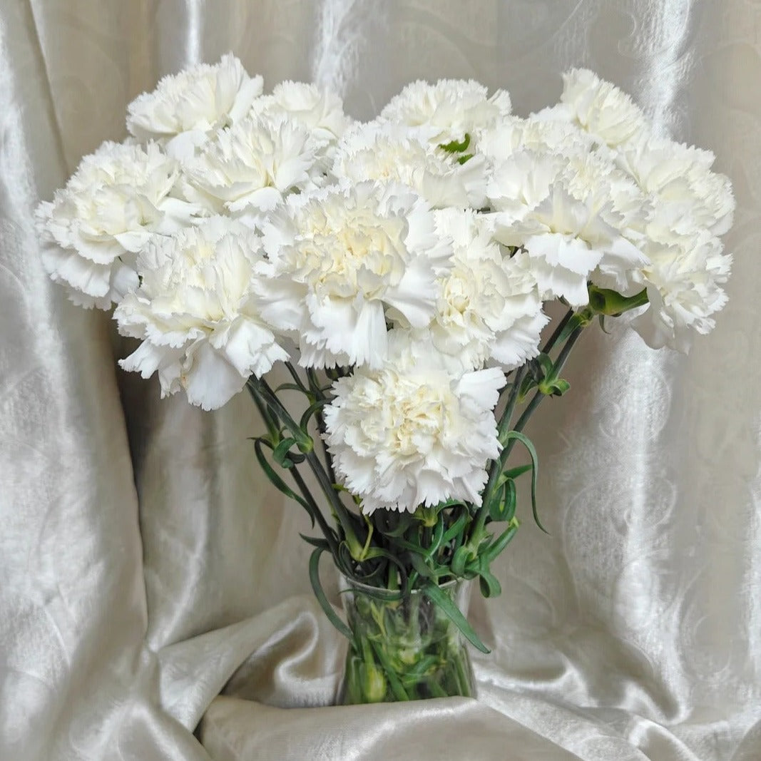 carnation white