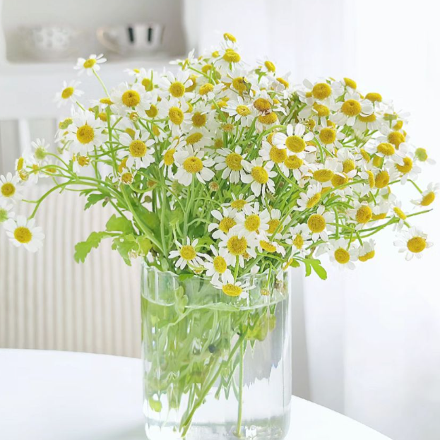 Chamomile (RECOMMENDED)