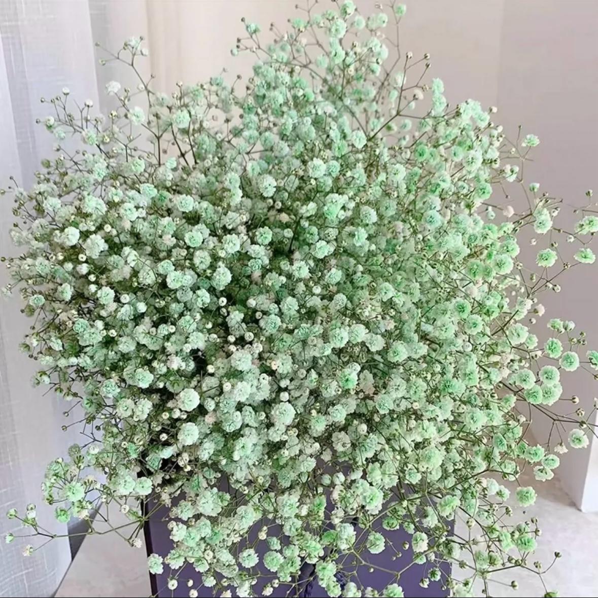 Gypsophila