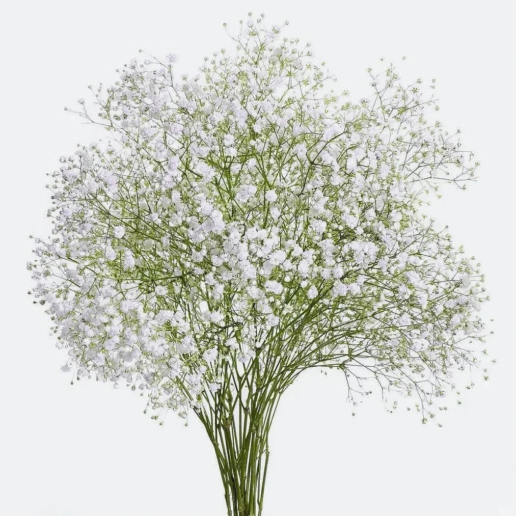 Gypsophila