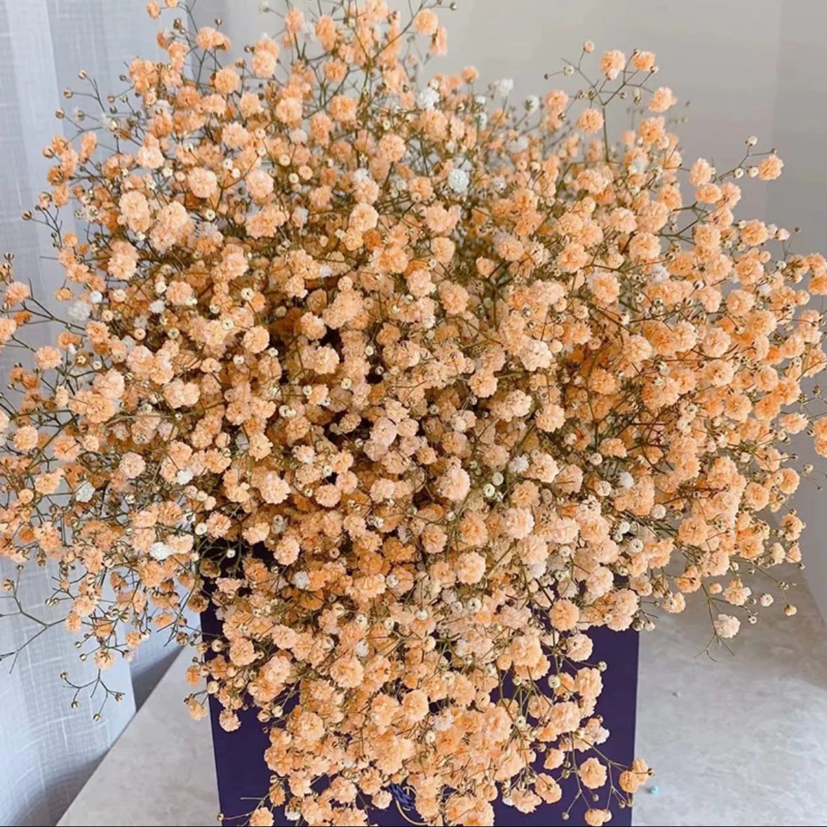 Gypsophila