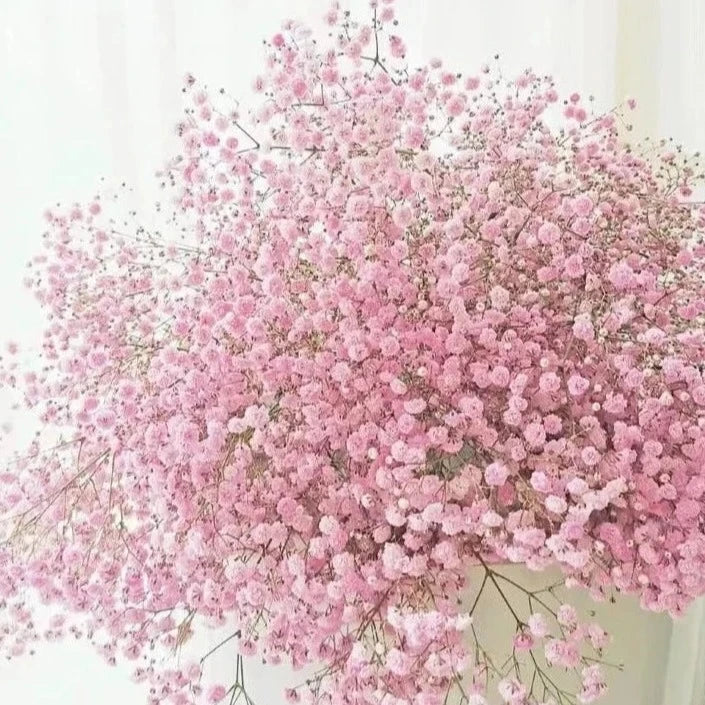 Gypsophila