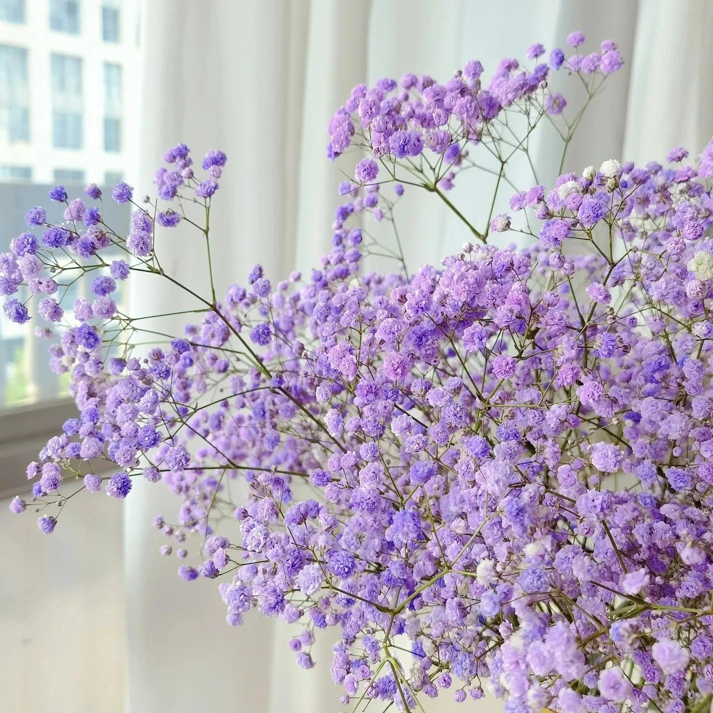 Gypsophila