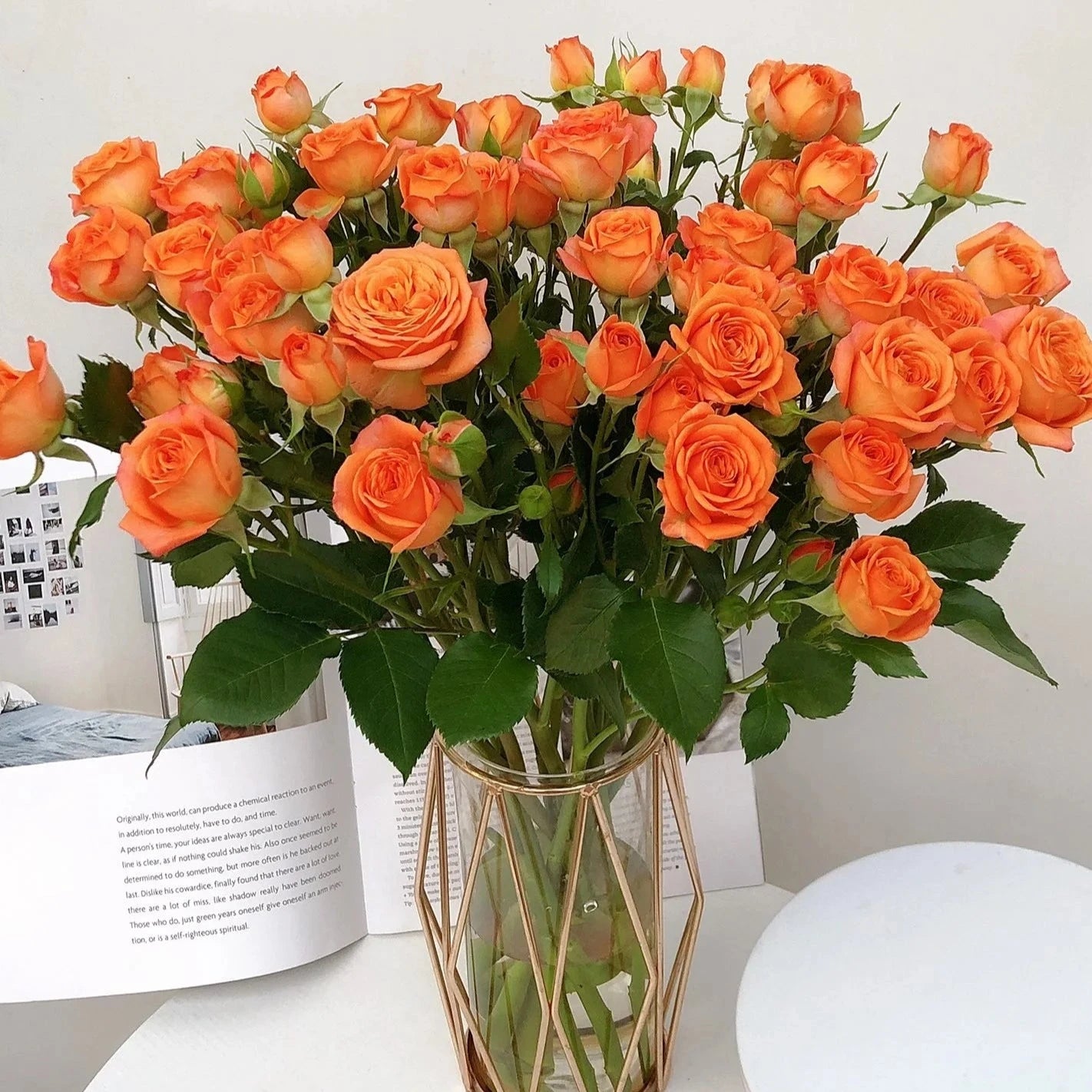 橙色芭比 orange barbie spray roses