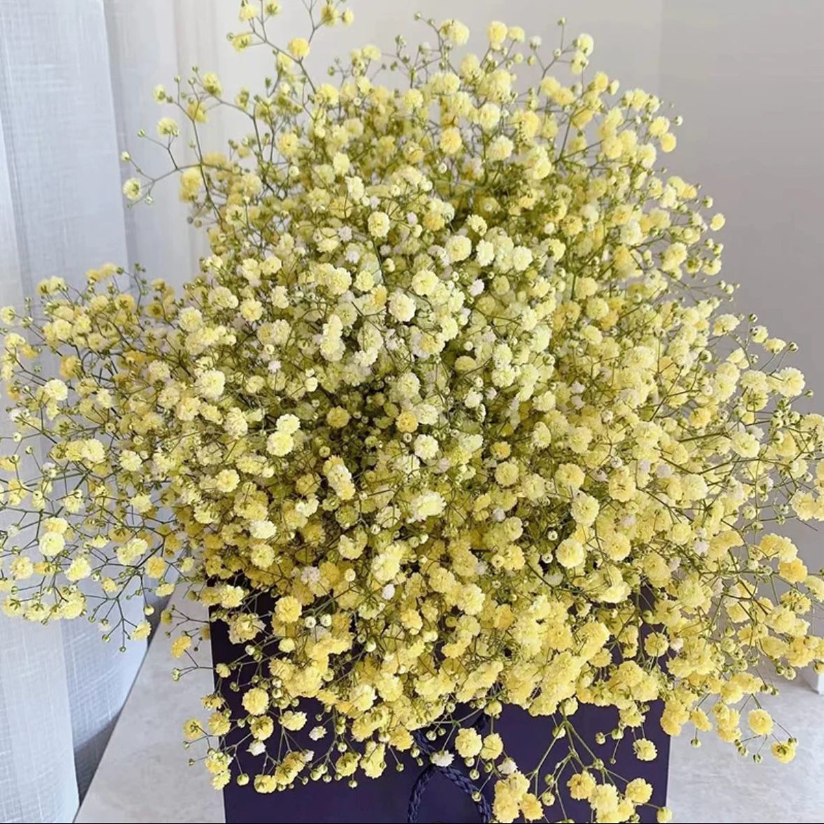 Gypsophila